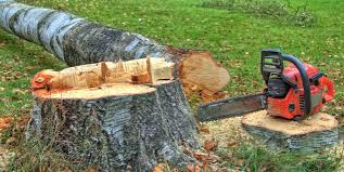  Reedley, CA Tree Removal Pros