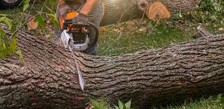 Best Aeration Services  in Reedley, CA