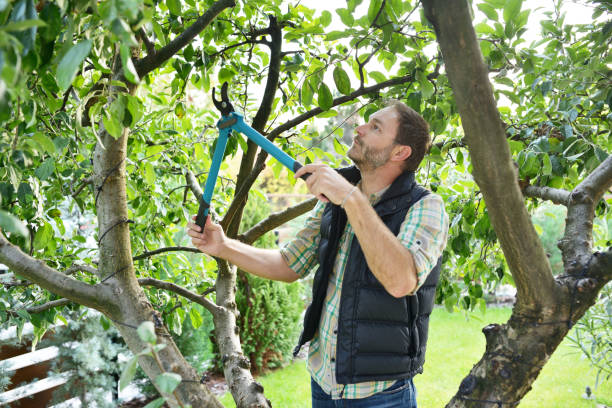 Best Lawn Pest Prevention  in Reedley, CA
